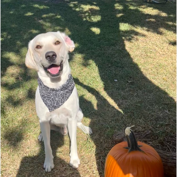 Meet your Posher, Caron - Picture 12 of 16